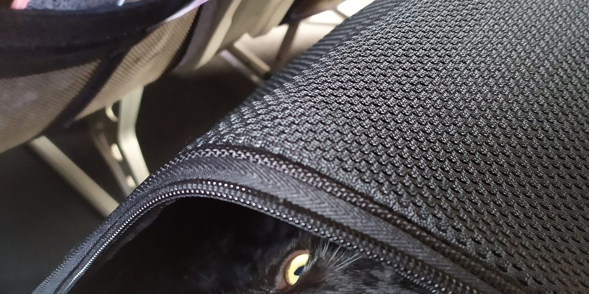 Pet air travel — animal air travel