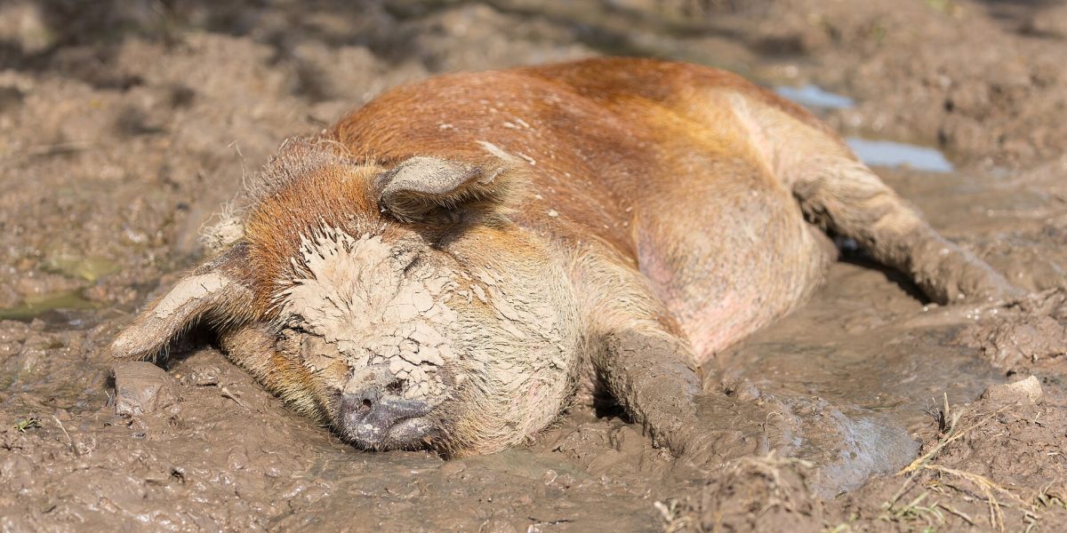Pig farming — Patoa Farms