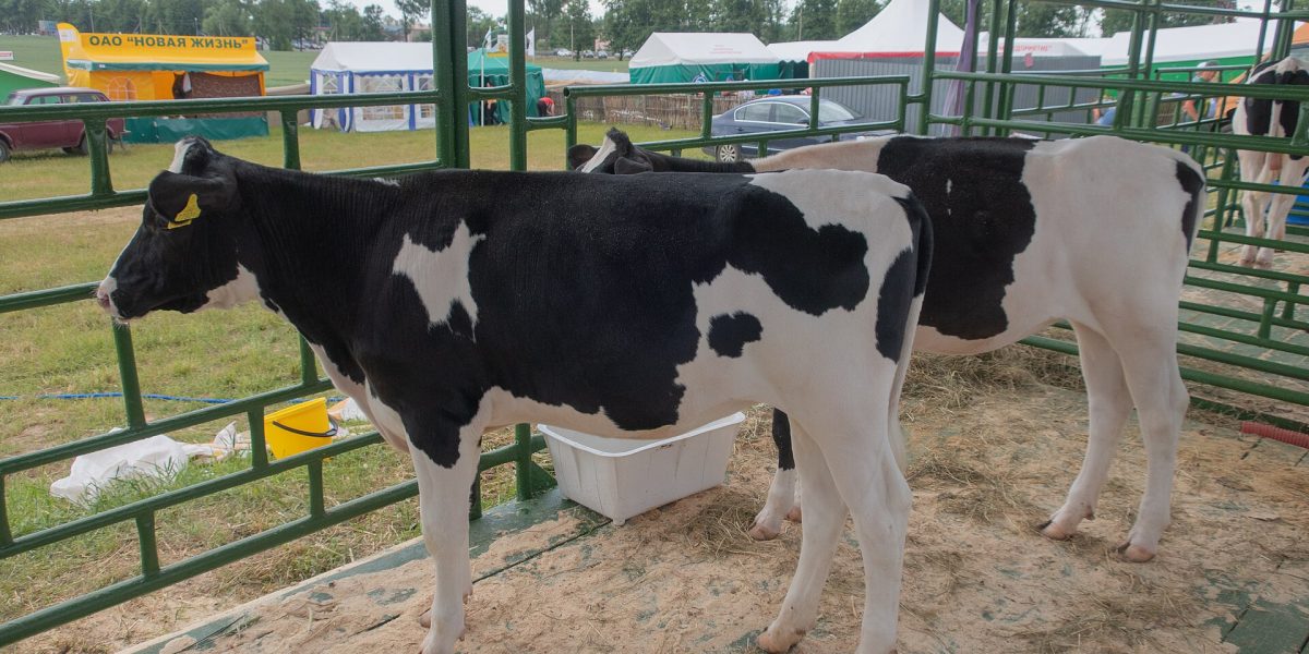 Dairy farming — friesian cows