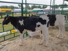 Dairy farming — friesian cows