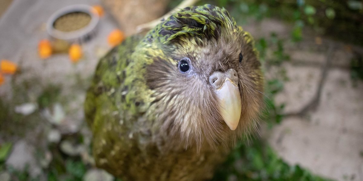 Endangered bird vaccination — kākāpō