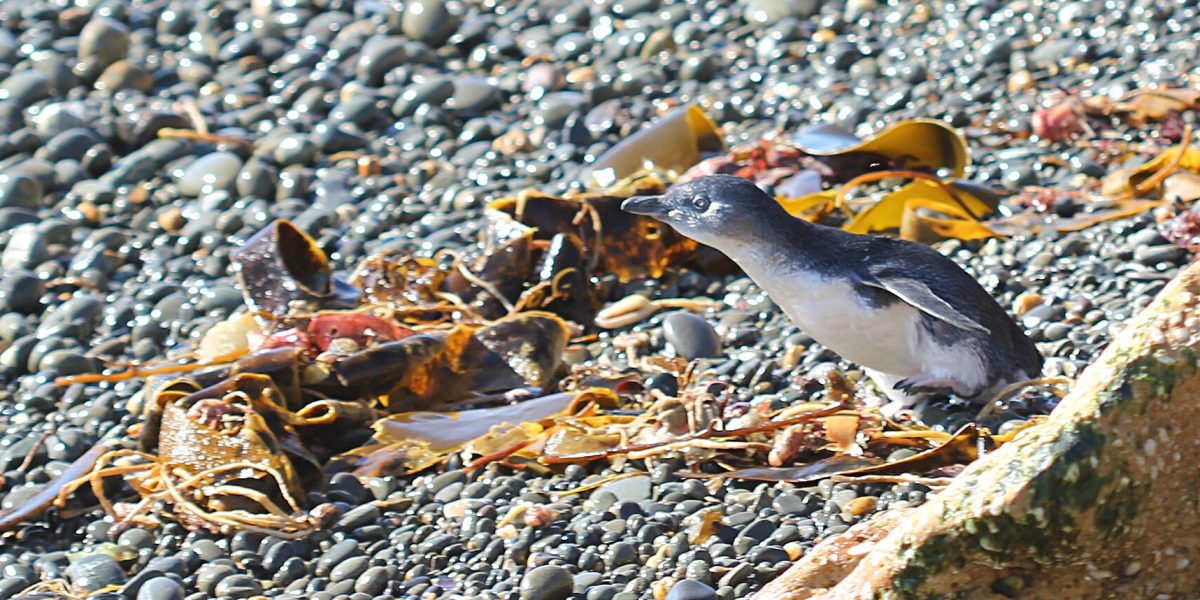 Oamaru Blue Penguin Colony