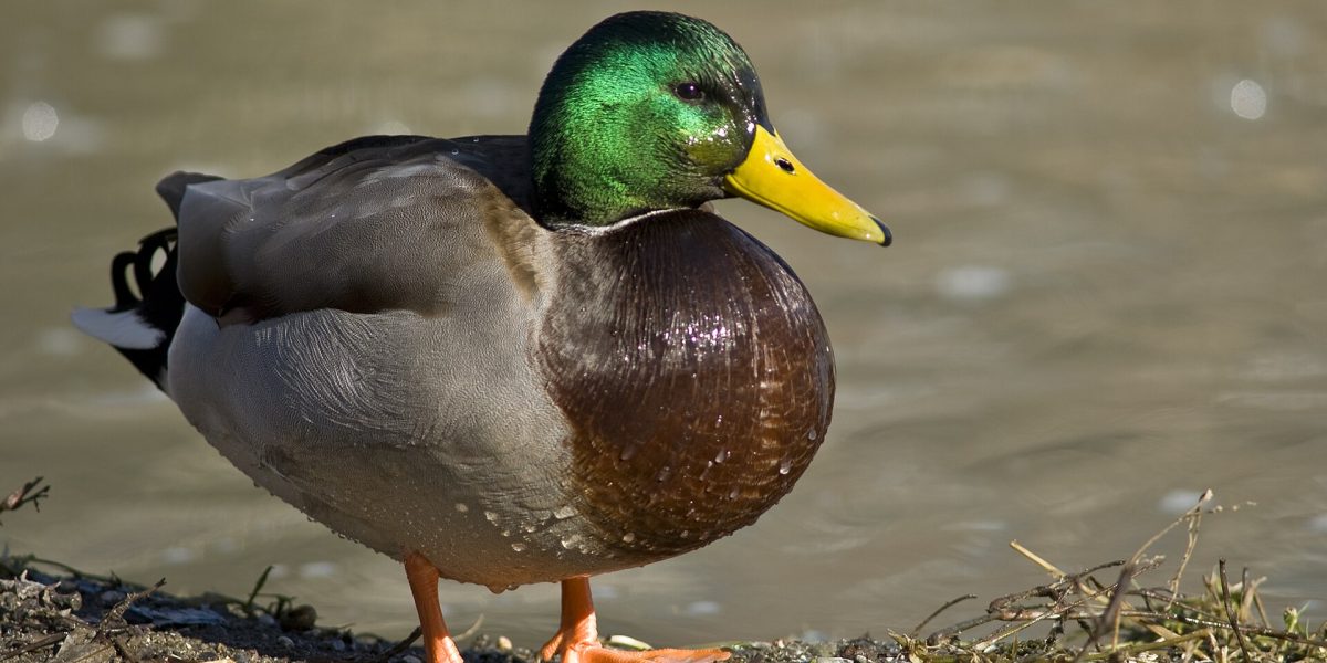 Escaped animals — duck