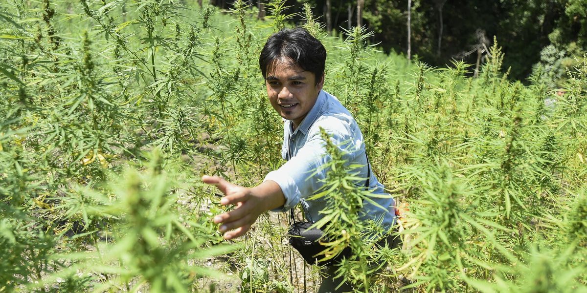 Cannabis cultivation raids — marijuana plantation