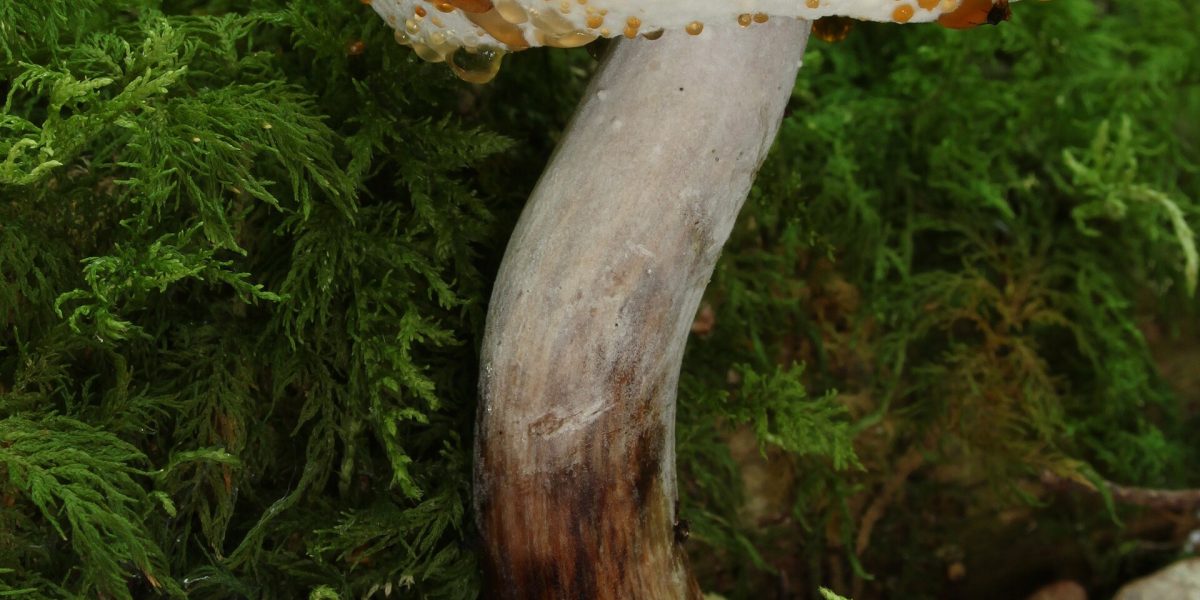 Indoor mold health risks — mold