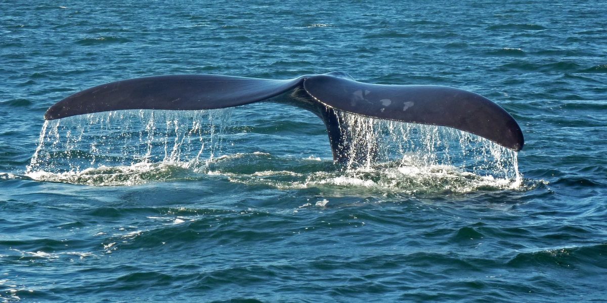 Whale and dolphin sightings — whale
