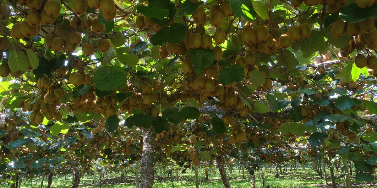 Horticulture — kiwifruit orchard