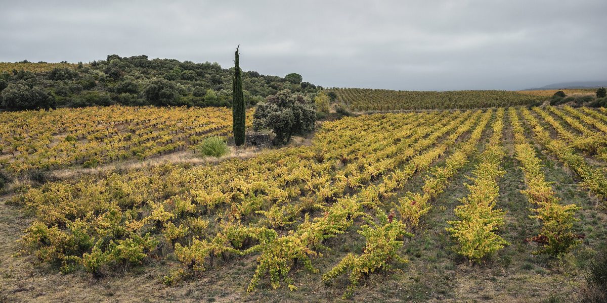 Horticulture — vineyard