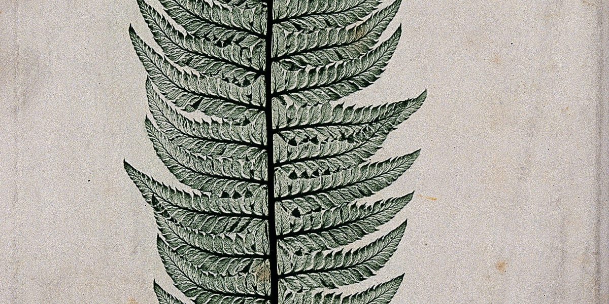 Native forest and birds — fern frond