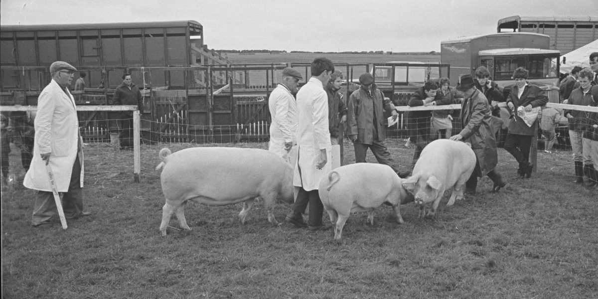 Wānaka A&P Show