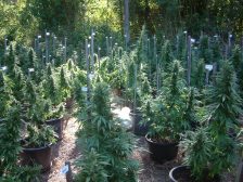 Drug and substance research — cannabis research