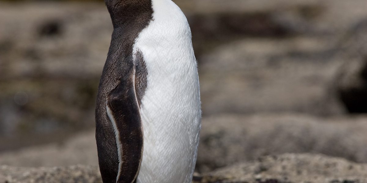 yellow-eyed penguin