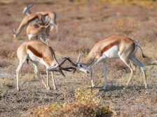 Springboks