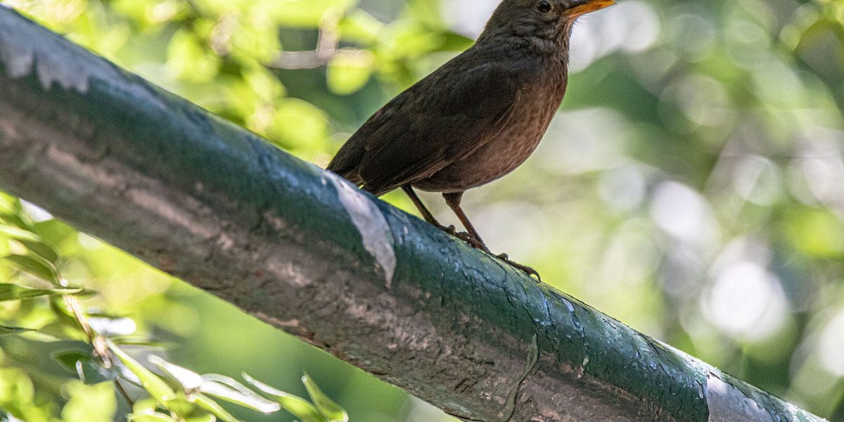Rare bird releases — bird release