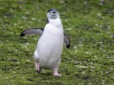 Wildlife bird flu outbreaks — penguin