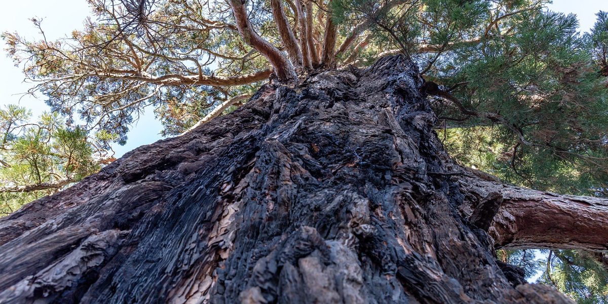 Wilding pine control — pine trees New Zealand