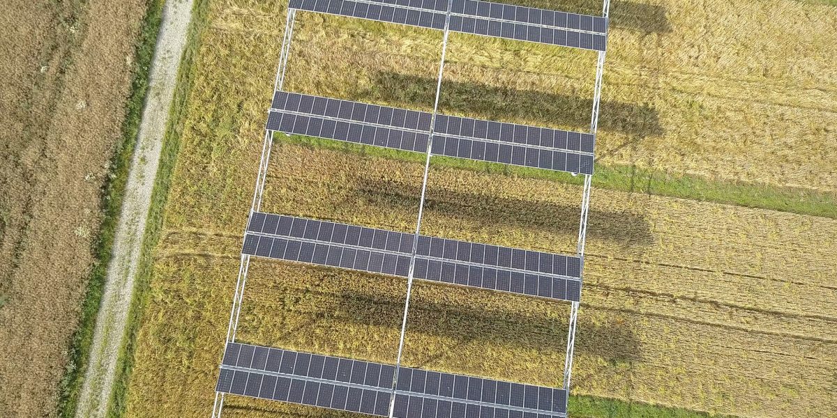 Solar farm grazing — agrivoltaics