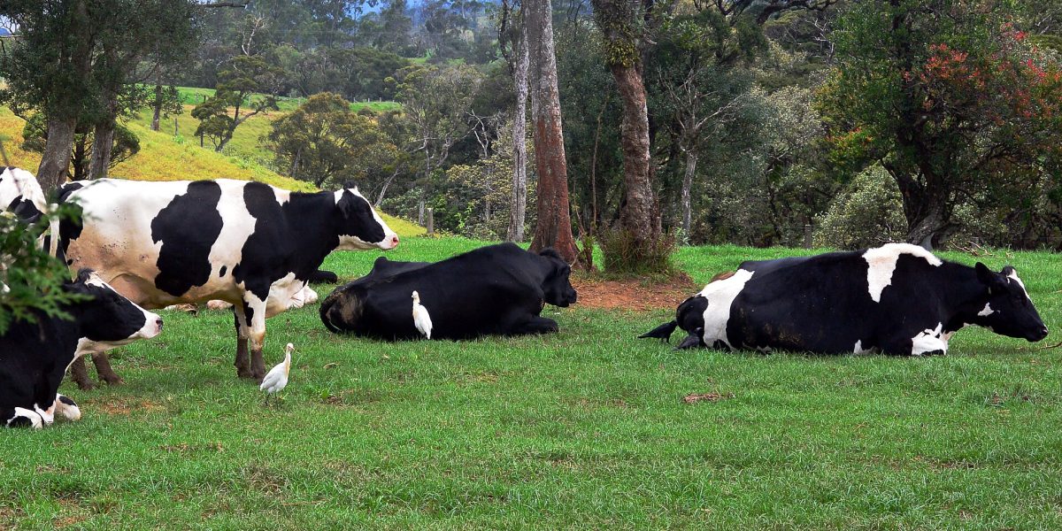 Rural property market — farm New Zealand