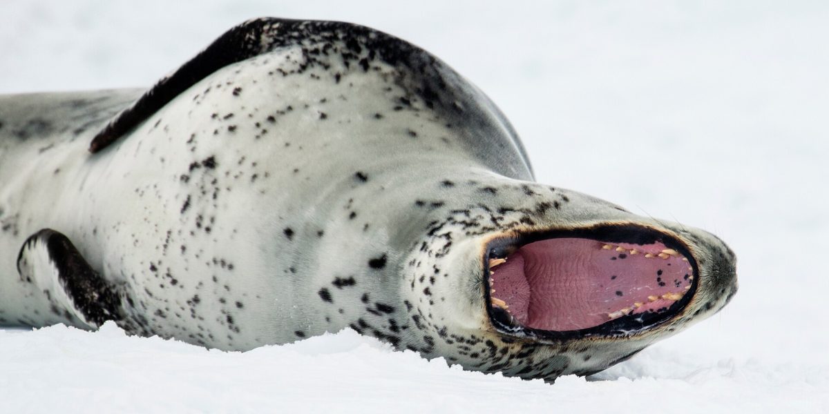 Leopard seal
