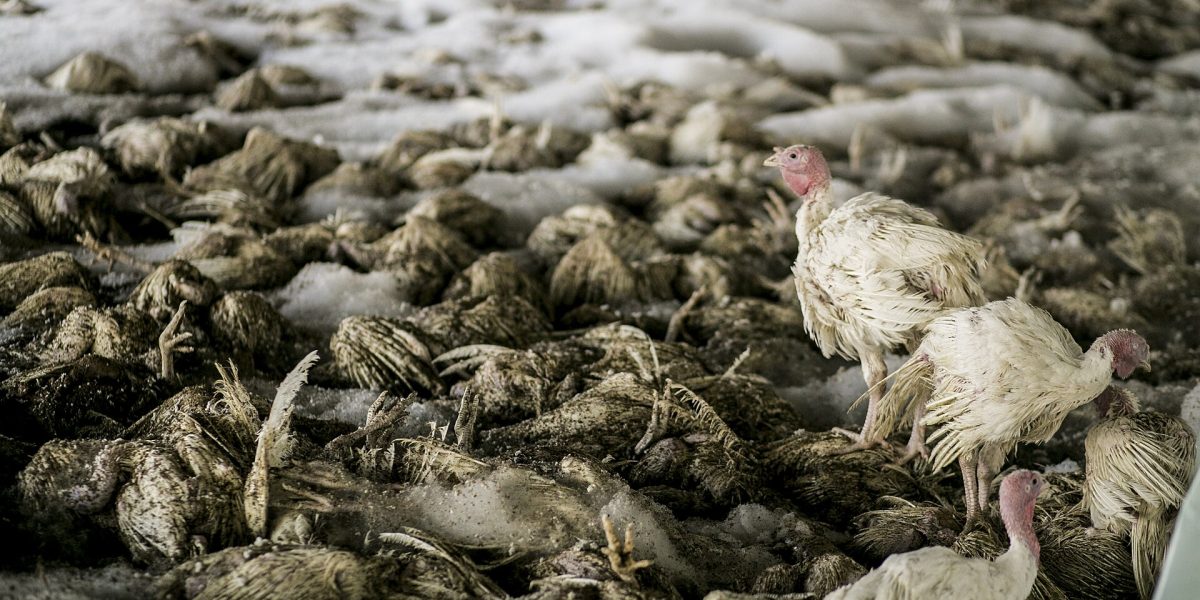 Avian influenza outbreaks — avian influenza