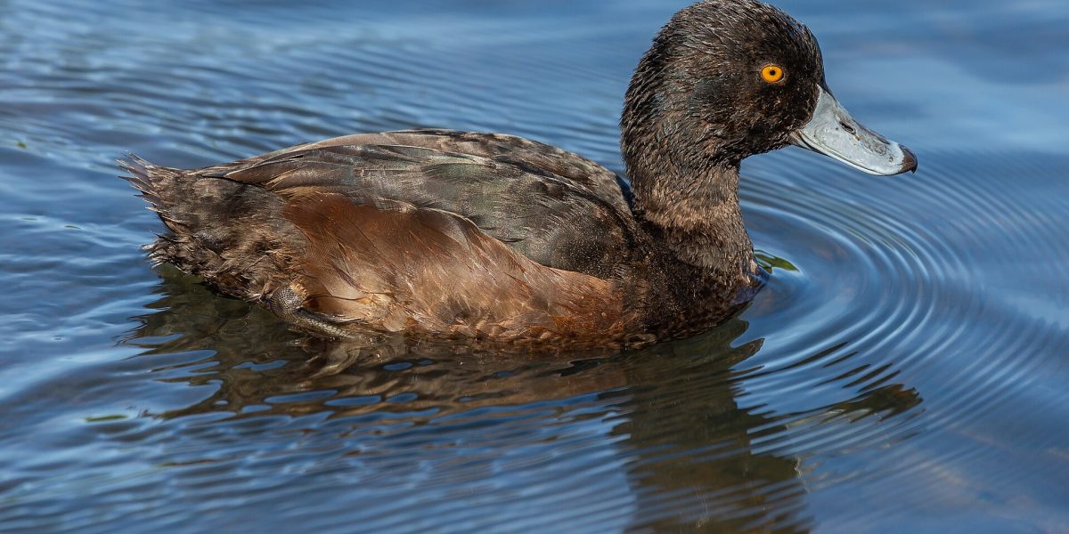 Rare bird releases — New Zealand bird