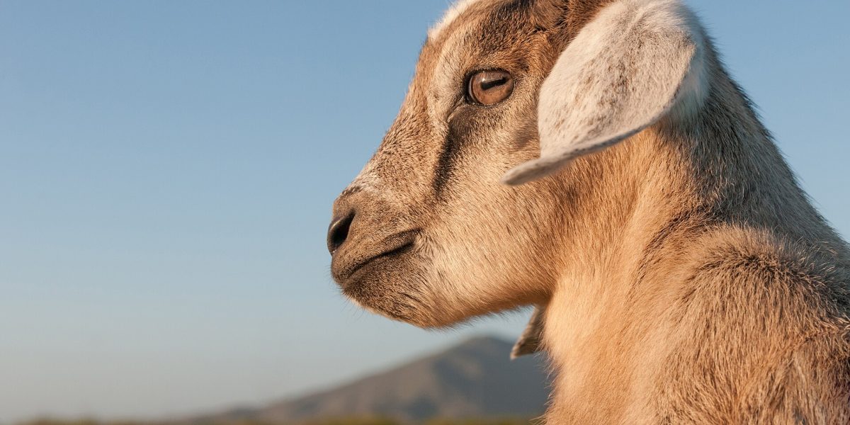 Animal mishandling incidents — goat