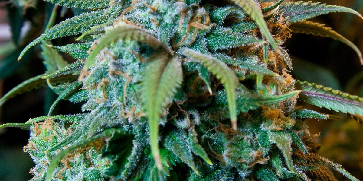 Cannabis health effects — cannabis plant