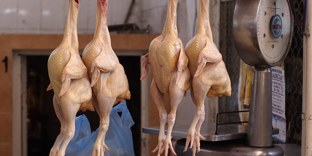 Avian influenza outbreaks — chickens