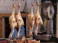 Avian influenza outbreaks — chickens