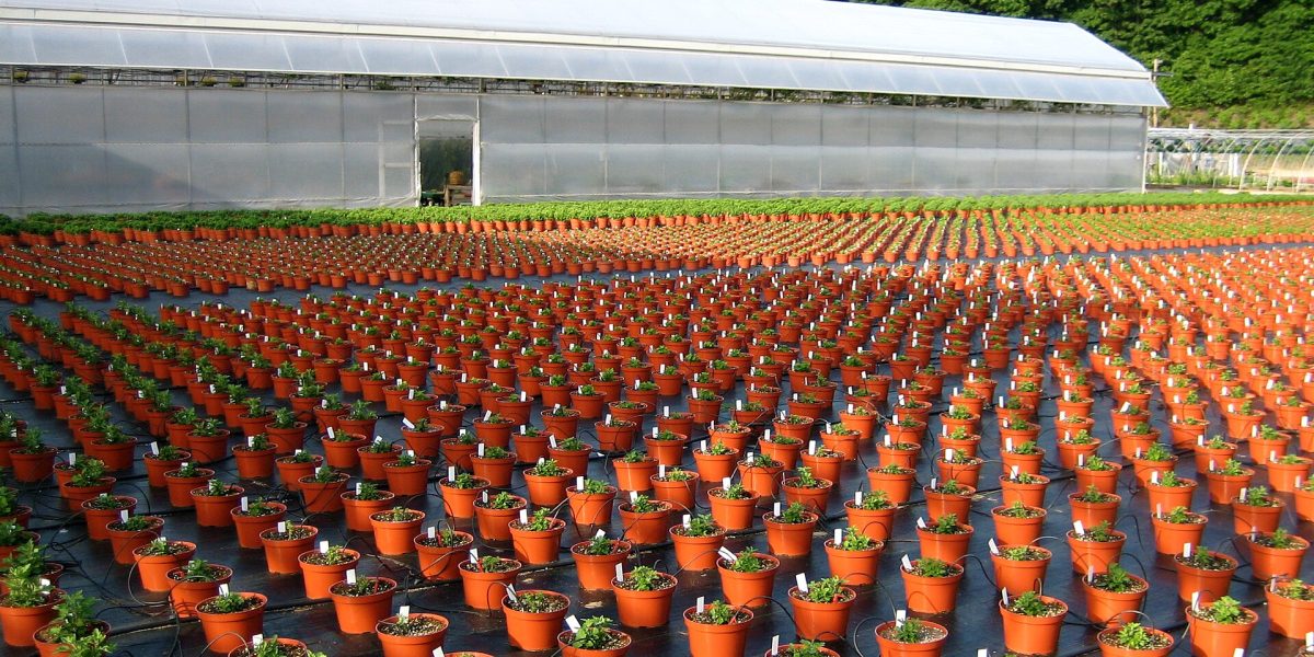 Native plant nurseries — plant nursery