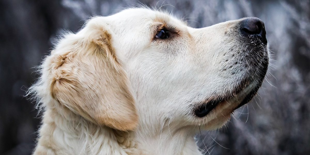 Dog attacks and safety — golden retriever