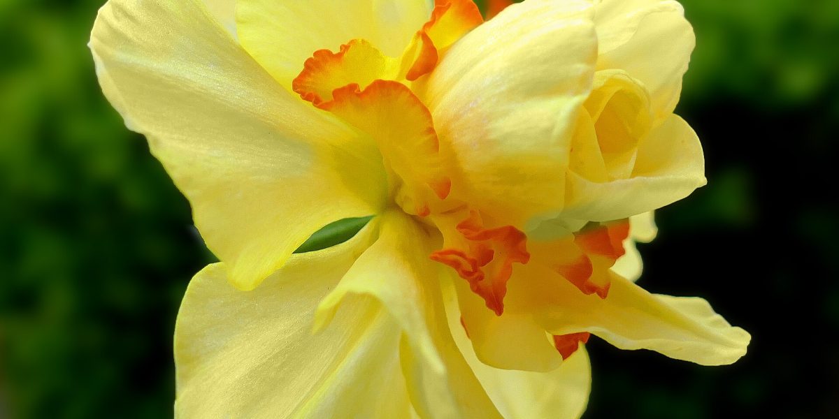 Spring flowers — daffodil