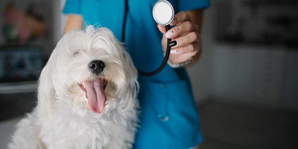 Animal cruelty incidents — veterinarian