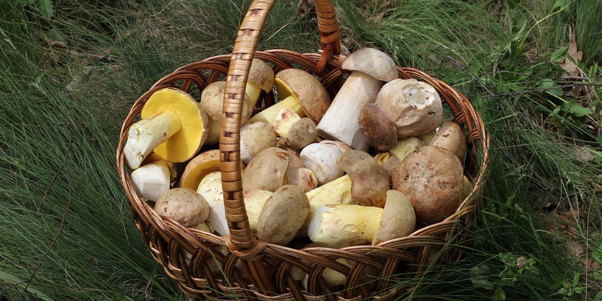 Fungi stories — fungi