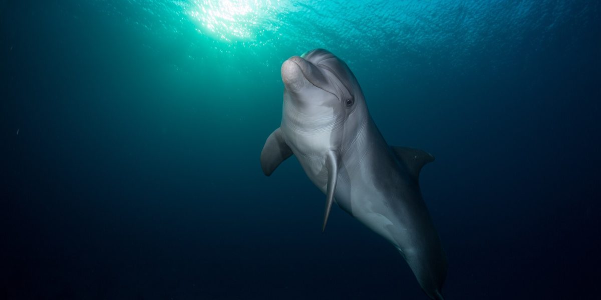 Whale and dolphin sightings — dolphin