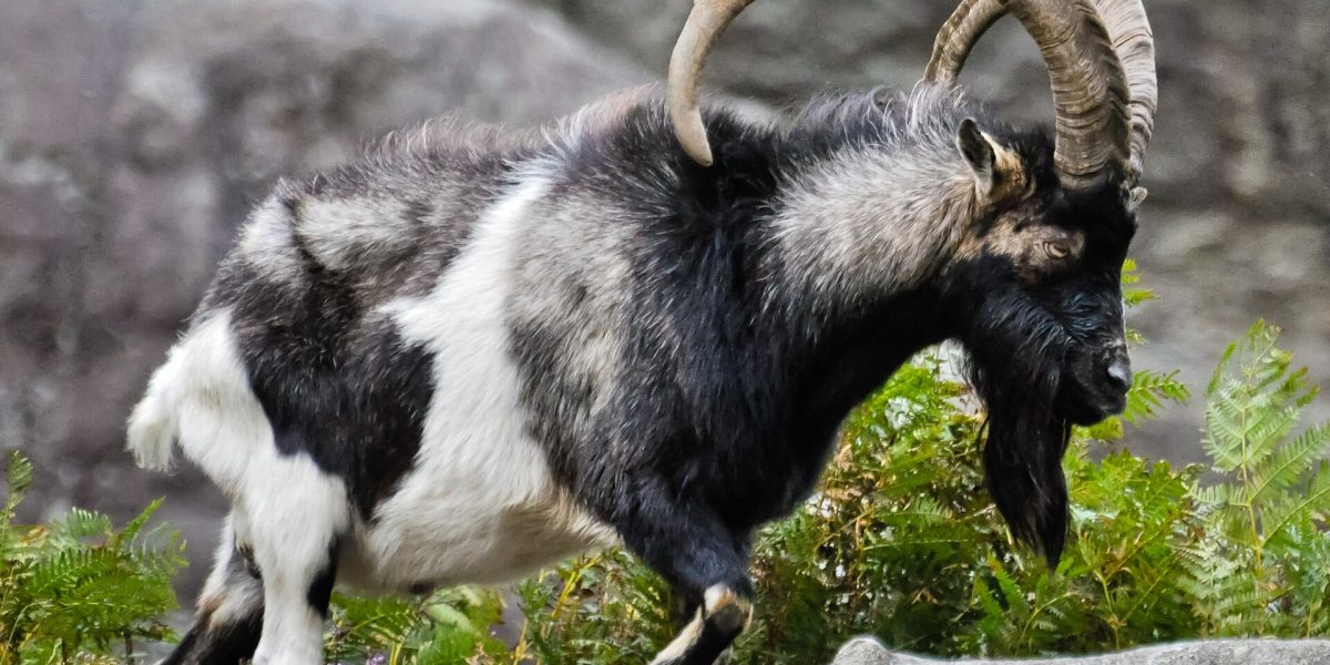 Wild goat hunting — feral goat