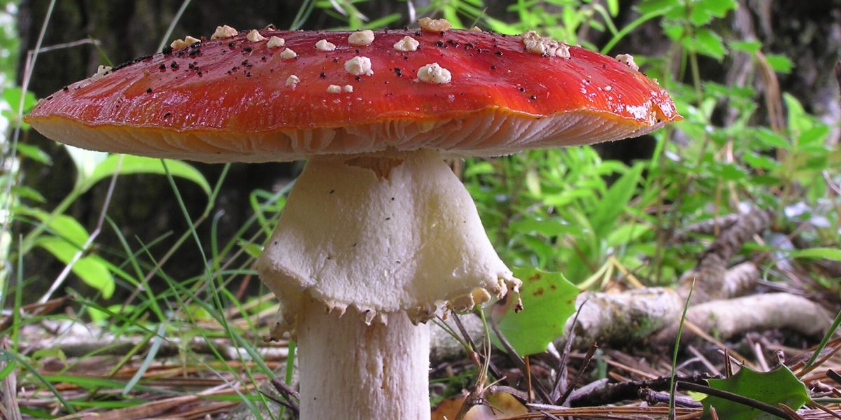 Fungi stories — mushroom
