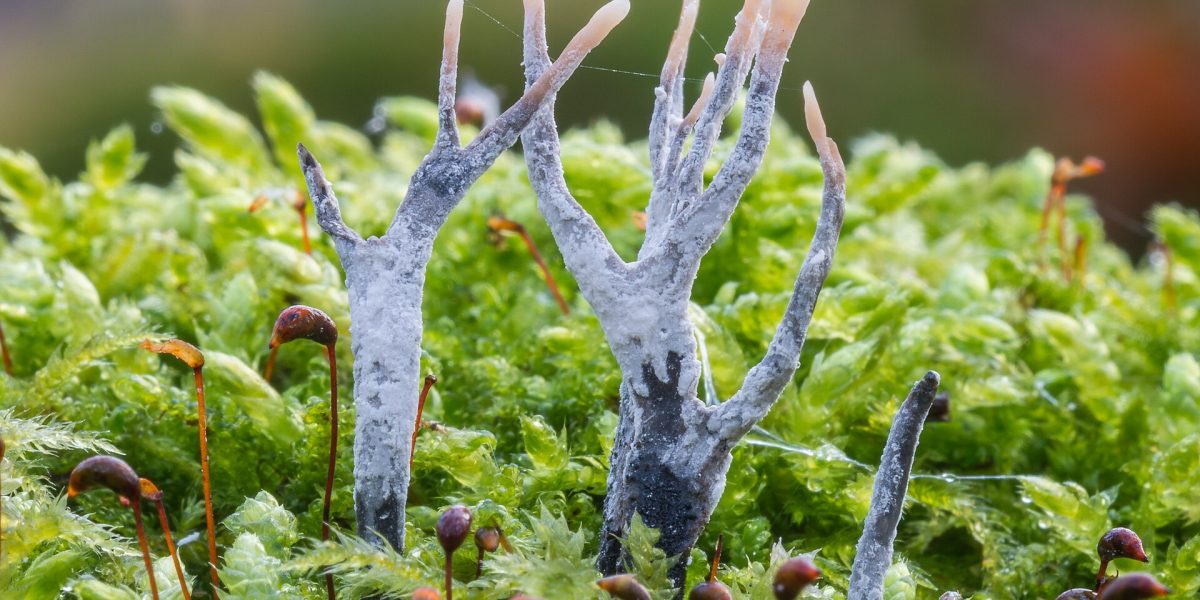 Fungi stories — fungus