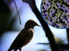 Avian influenza outbreaks — bird flu