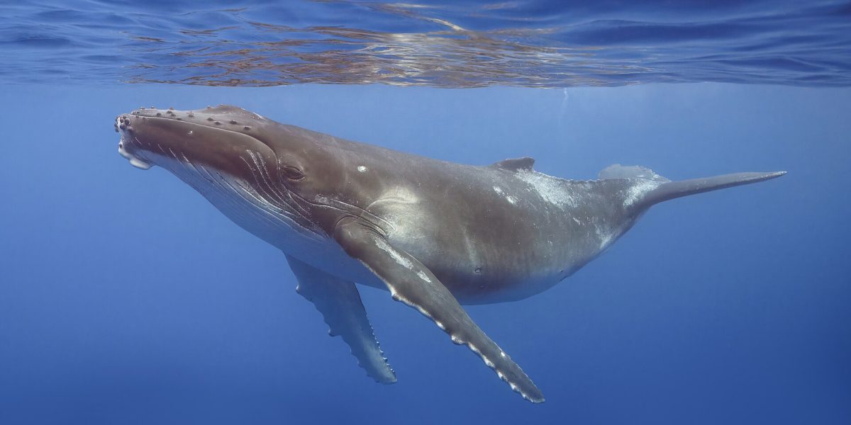 Whale and dolphin sightings — humpback whale