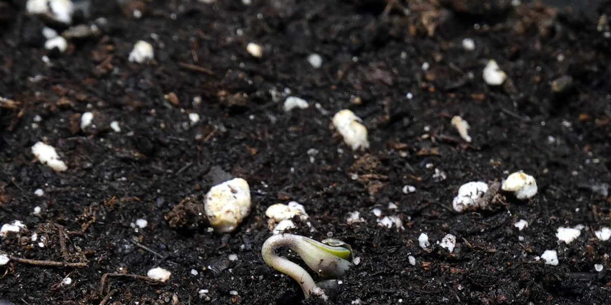 Hemp industry — hemp seed