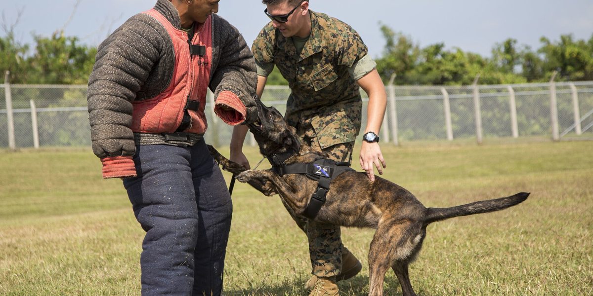 Dog attacks on pets — dog aggression