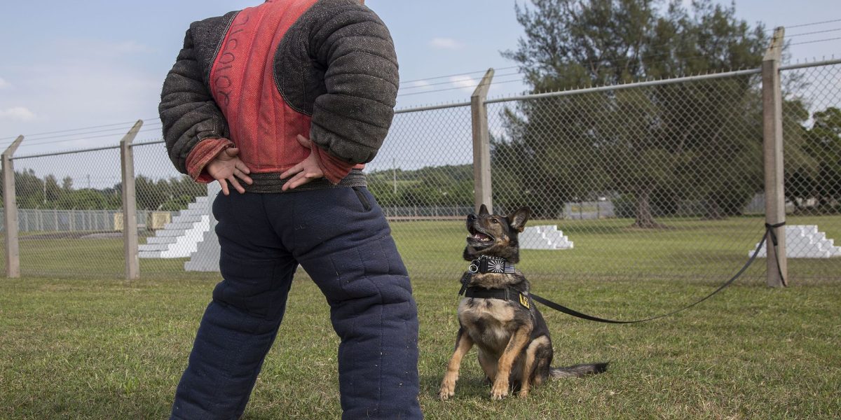 Dog attacks on pets — dog aggression
