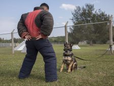 Dog attacks on pets — dog aggression