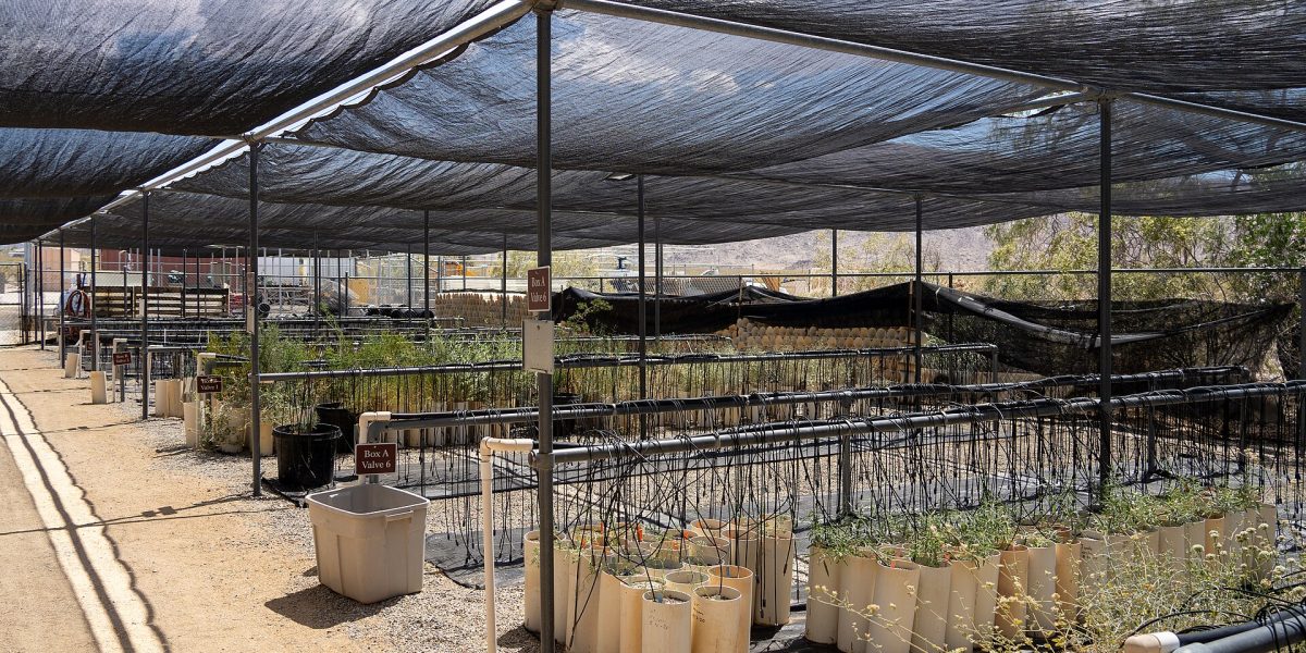 Native plant nurseries — native plant nursery