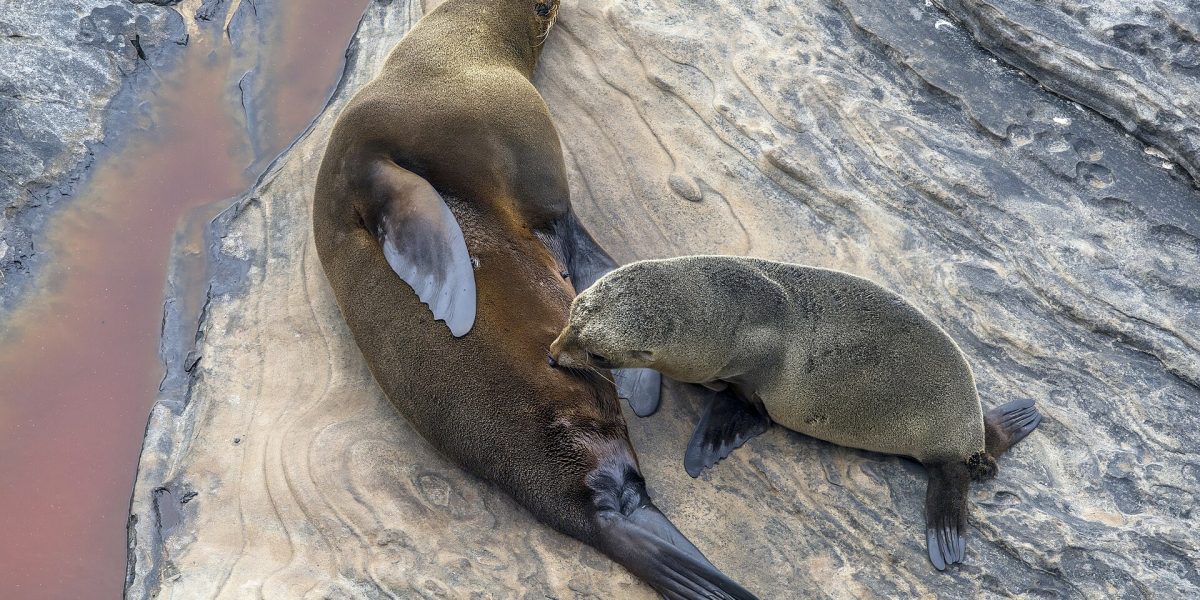 Seal rescues and relocations — fur seal