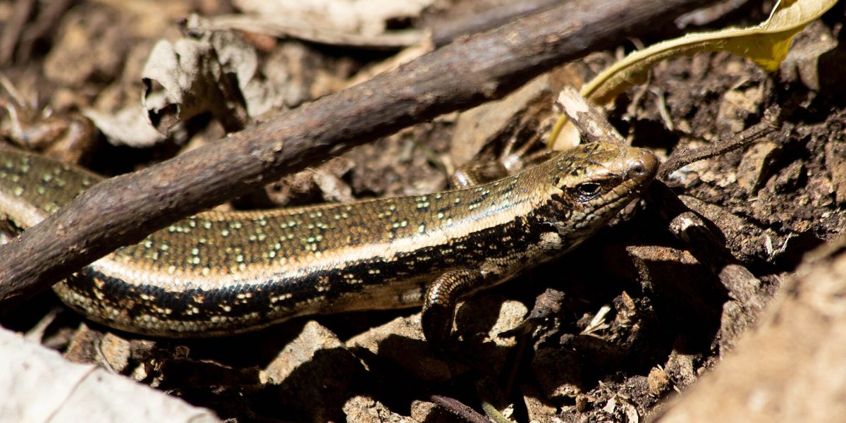 Canterbury spotted skink