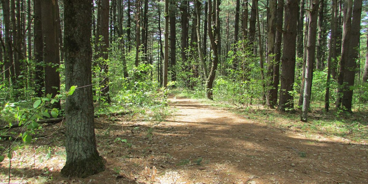 Plantation forestry insurance — pine plantation
