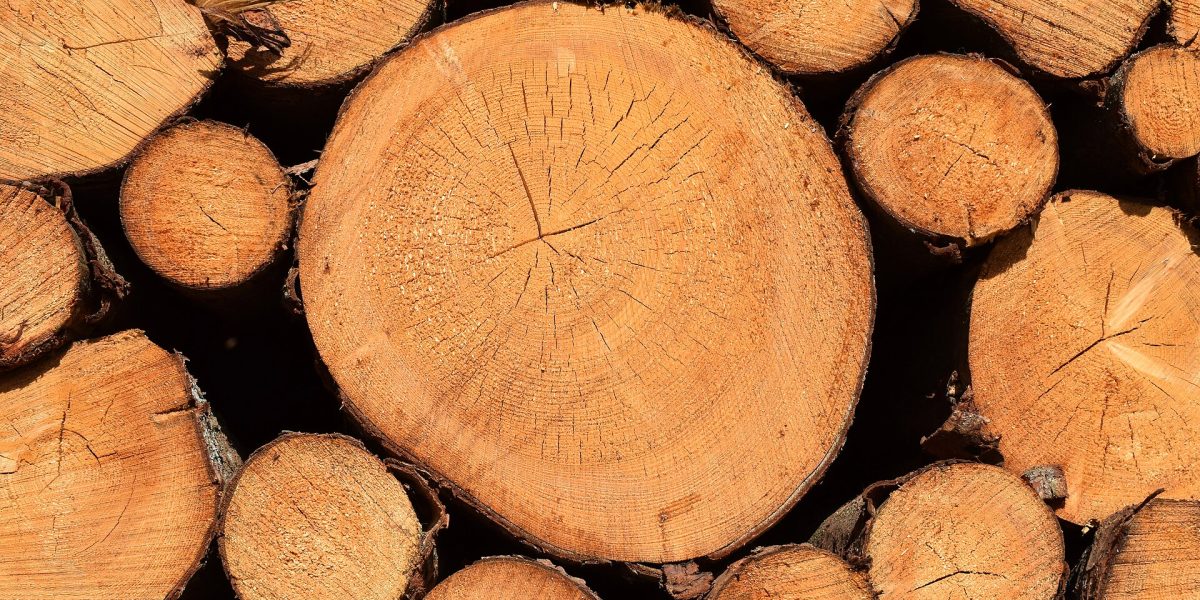 Tree felling accidents — log