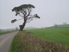 Tree fall incidents — tree hazard